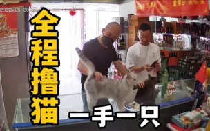 Download Video: 超市养猫是什么体验？