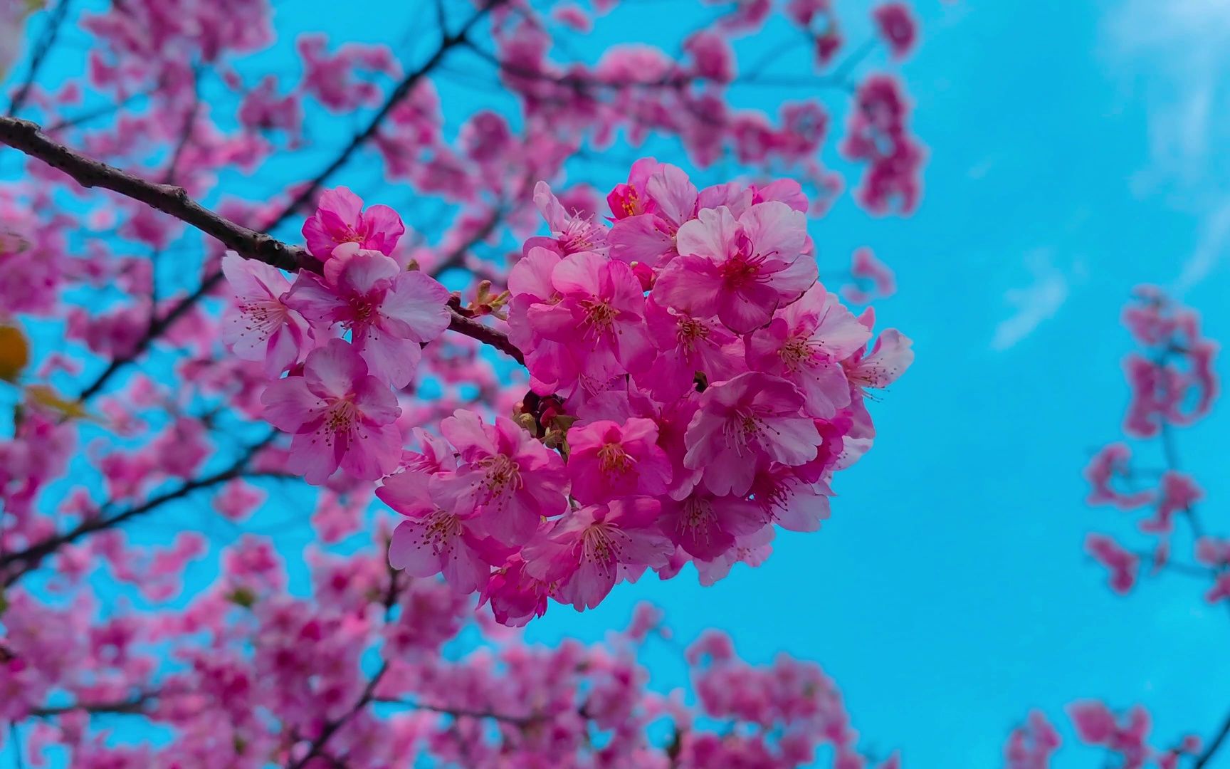 20230223看樱花-神奈川县三浦市三浦海岸樱花祭