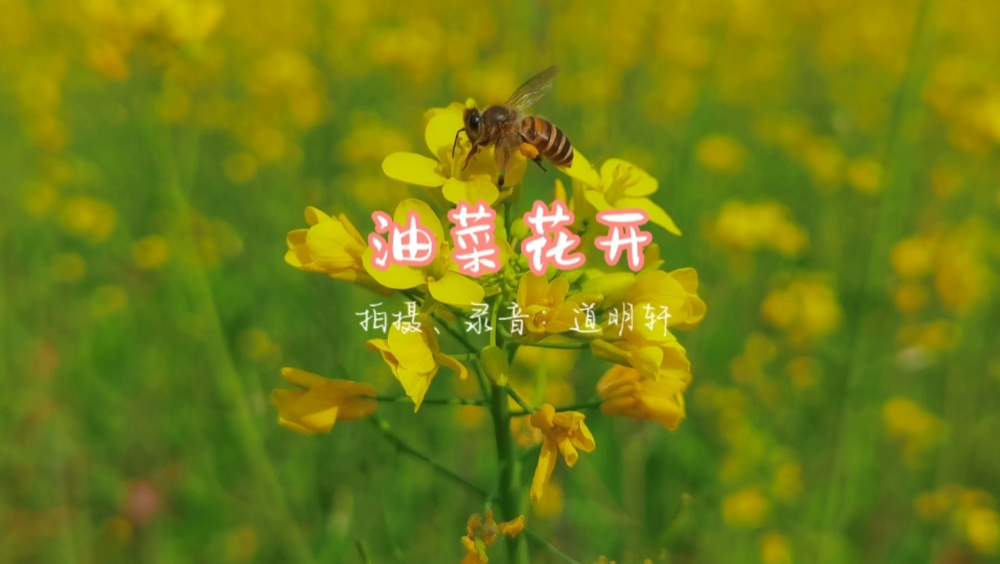 韶关乳源油菜花开了!哔哩哔哩bilibili