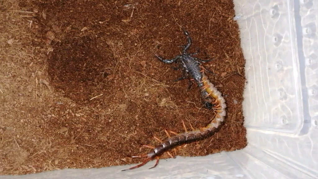 越南巨人蜈蚣捕食土耳其黑肥尾蝎
