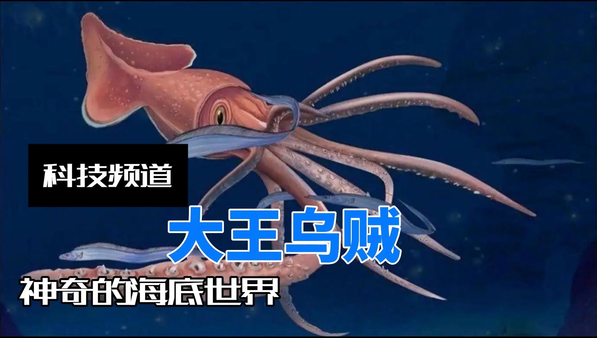 海中巨妖——大王乌贼