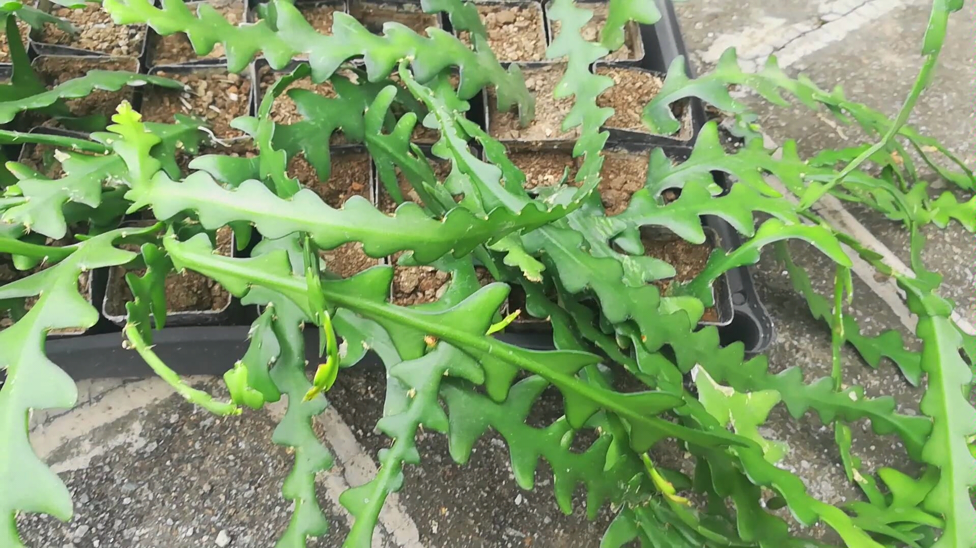 鱼骨昙花鱼骨令箭_哔哩哔哩_bilibili