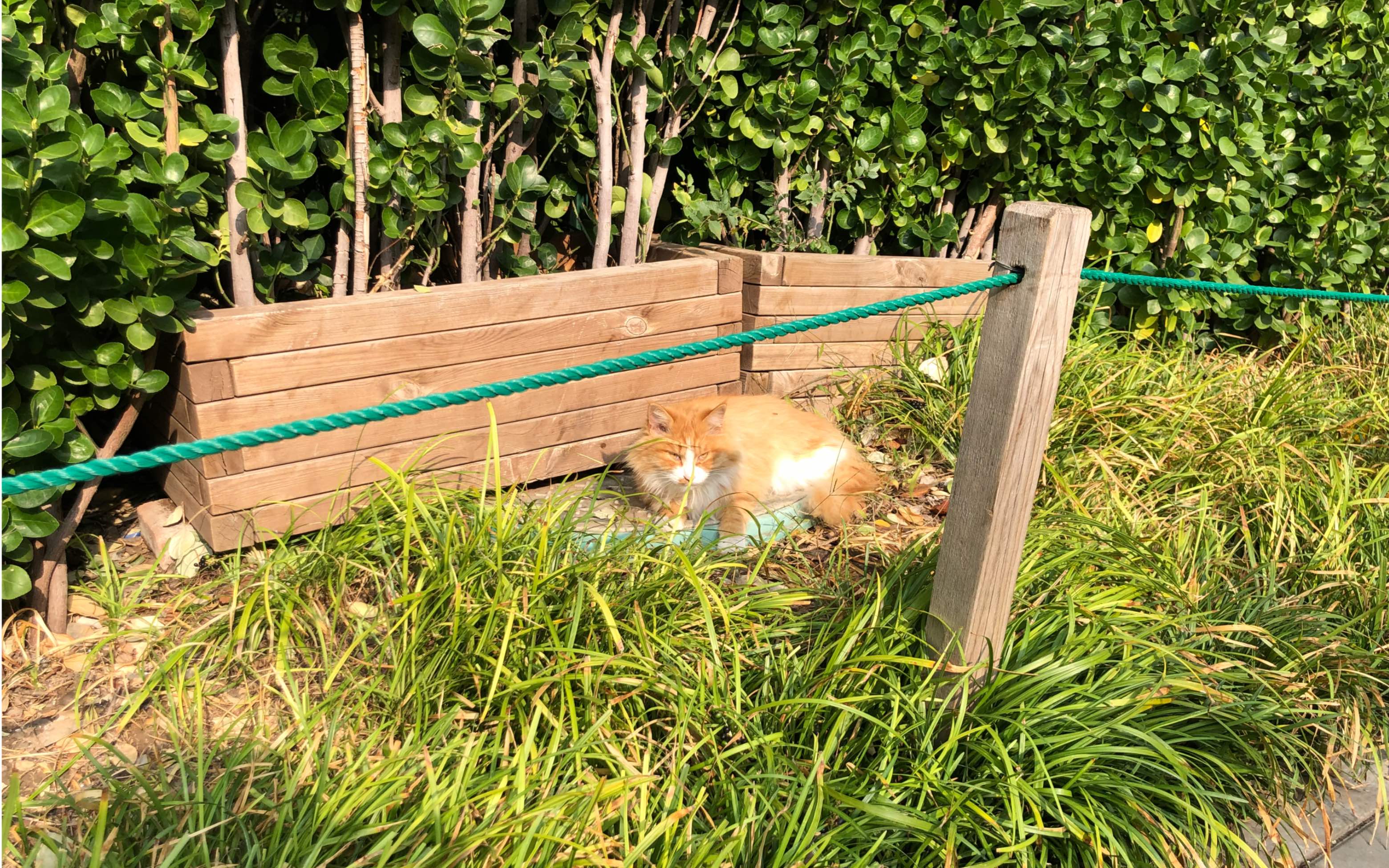 公园里很粘人的小橘猫_哔哩哔哩 (゜-゜)つロ 干杯~-bilibili
