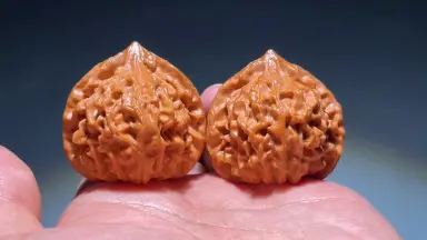 龙门涧核桃-哔哩哔哩_Bilibili