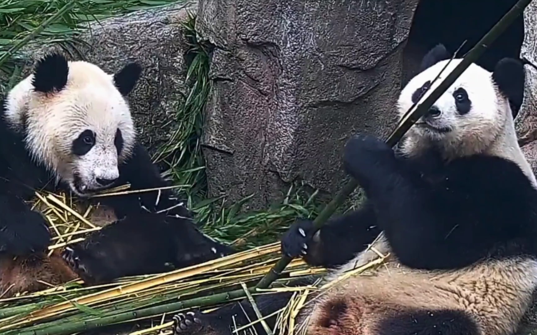 16 大熊猫豆伴巢天骄.