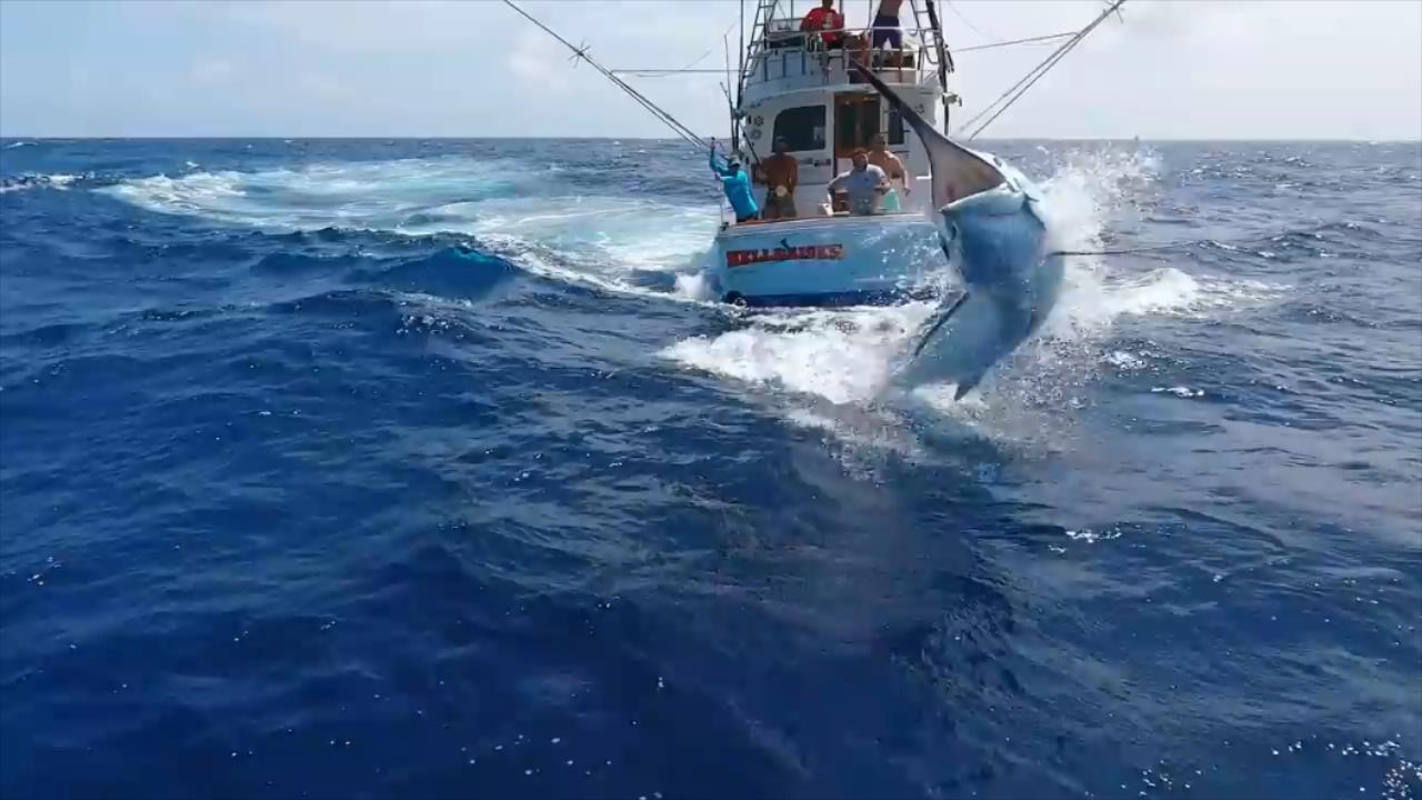 钓鱼人挑战巨型马林鱼,这鱼的力气真大,船都差点被拽翻了!哔哩哔哩bilibili