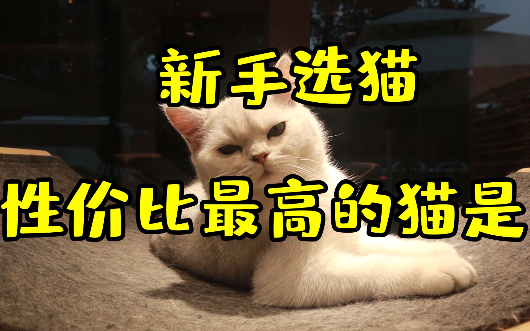 [图]【新手养猫】14年猫奴教你选猫|第一次养什么猫？|性价比最高的猫