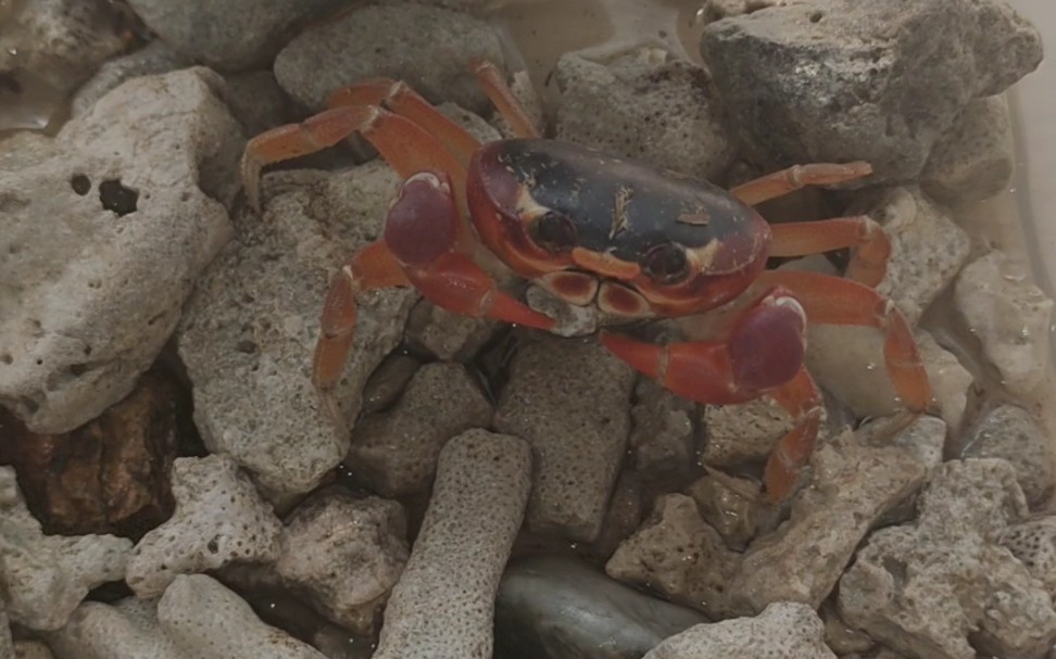侧身地蟹捕食蟋蟀