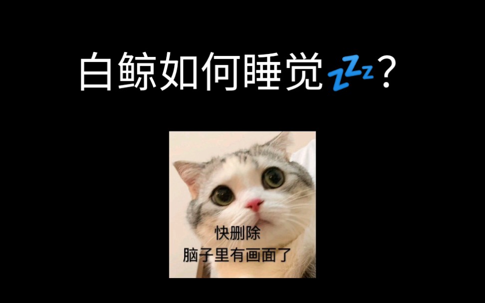 白鲸如何睡觉?哔哩哔哩bilibili