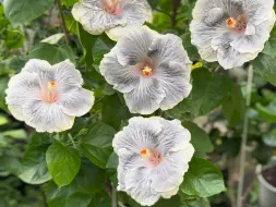 Скачать видео: 花开盛世，银灰扶桑绽放异彩