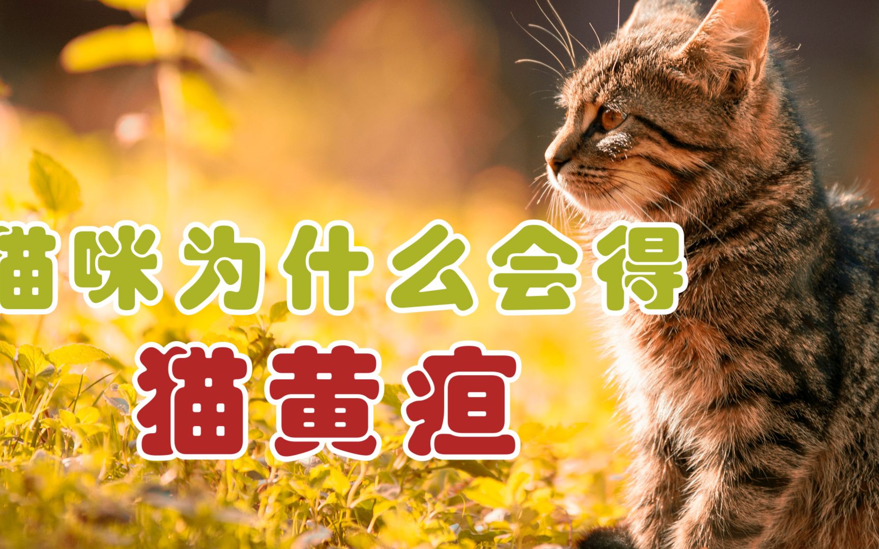 猫咪为什么会得猫黄疸哔哩哔哩bilibili