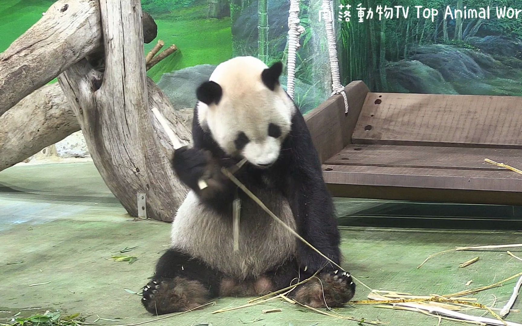 团团乖乖吃竹竿乖巧模样超可爱熊猫猫熊thegiantpandayuanyuanandyuan