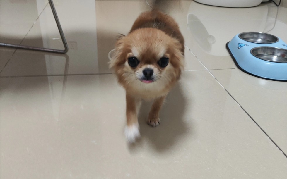 你可能都不知道我家长毛吉娃娃妹妹有多凶