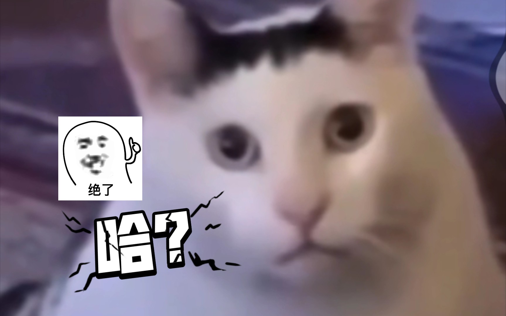 bruh猫,哈哈哈哈哈哈哈哈嗝