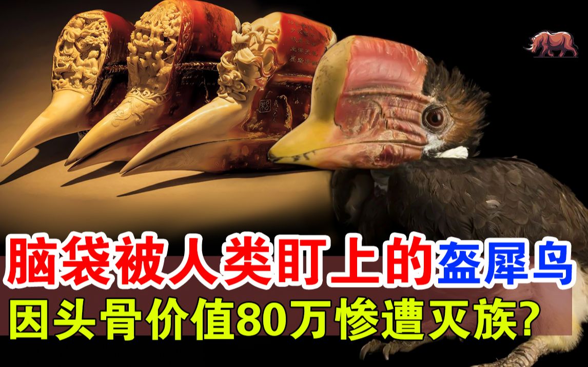 盔犀鸟:头骨比象牙还贵3倍,被人类活生生的取走头骨,人类杀一只就要死