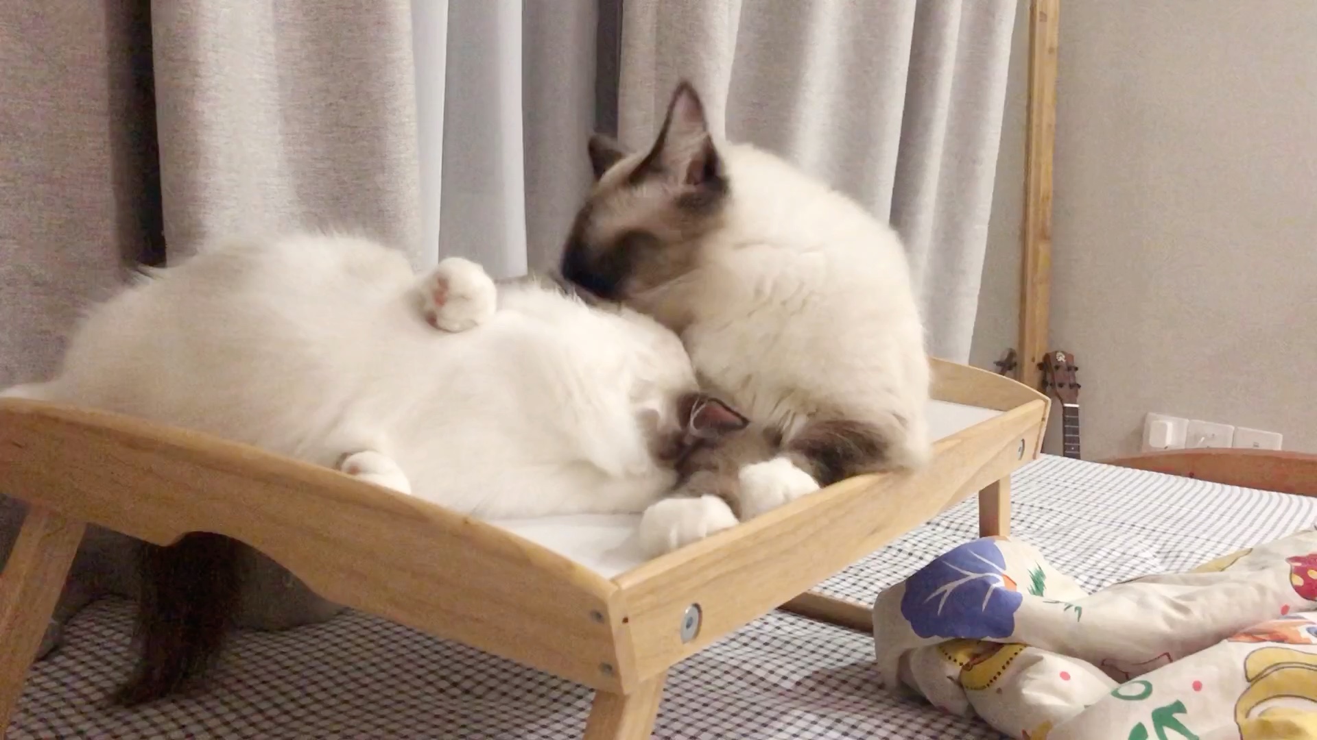 两个月的巨型布偶猫