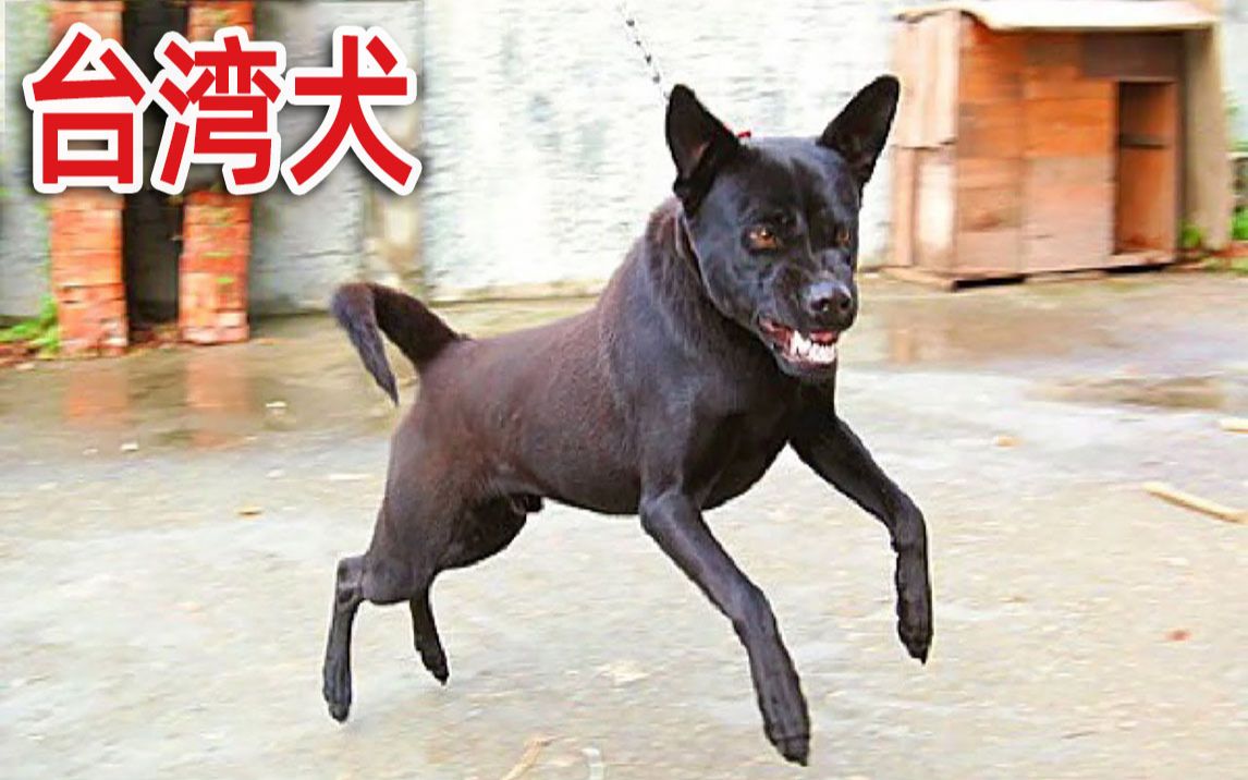 即将消失的台湾之光「台湾犬」永远忠诚!