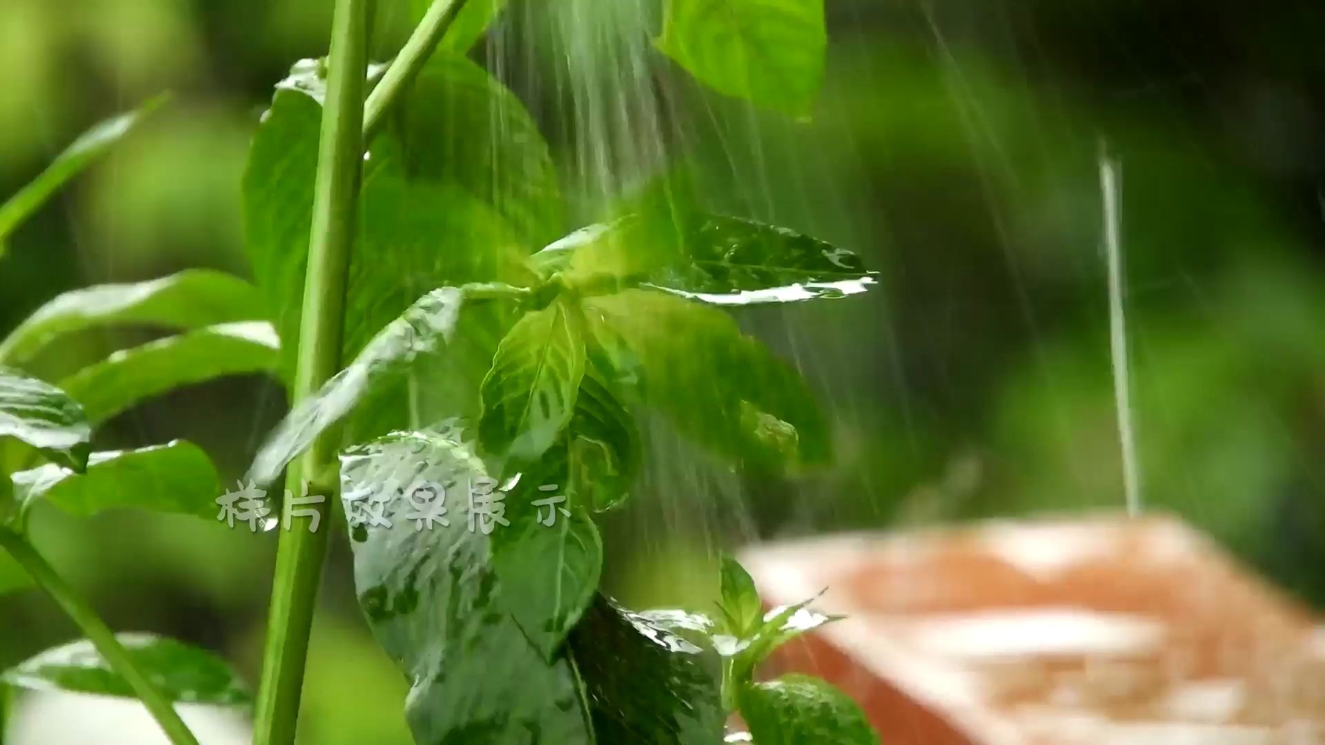 a601 4K画质唯美公园森林下雨雨水下落到树叶上水花水滴实拍实拍素材哔哩哔哩bilibili