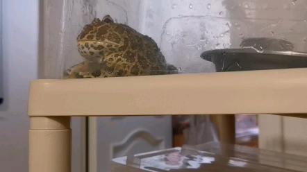 角蛙三兄弟 忙忙叨叨的老三 哔哩哔哩