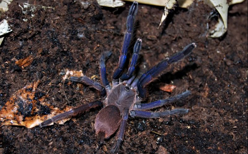 越南云脚开箱_哔哩哔哩 (゜-゜)つロ 干杯~-bilibili