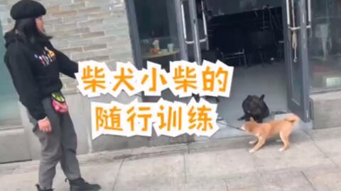 狗狗遛人怎么办柴犬随行训练训狗视频 哔哩哔哩 Bilibili