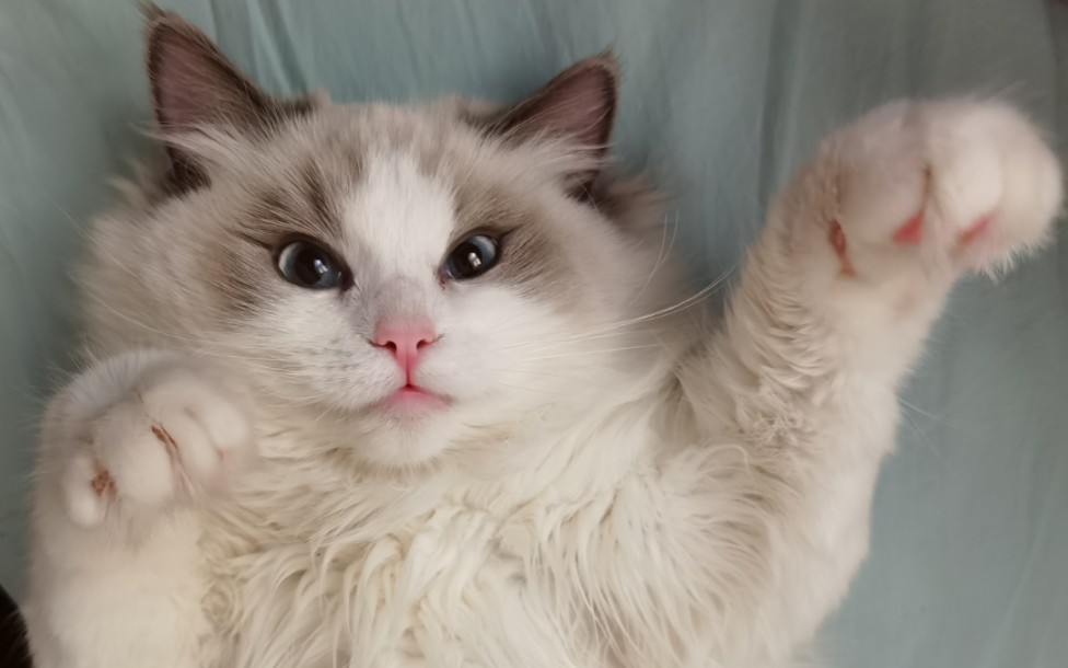 【布偶猫雪梨】分享一只舔毛舔到烫嘴的布偶猫