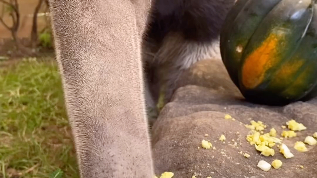 食蚁兽进食光用舌头