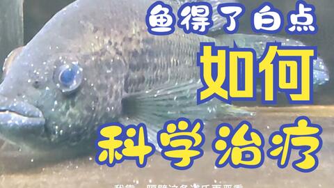 如何有效的治疗观赏鱼的白点病 哔哩哔哩 Bilibili