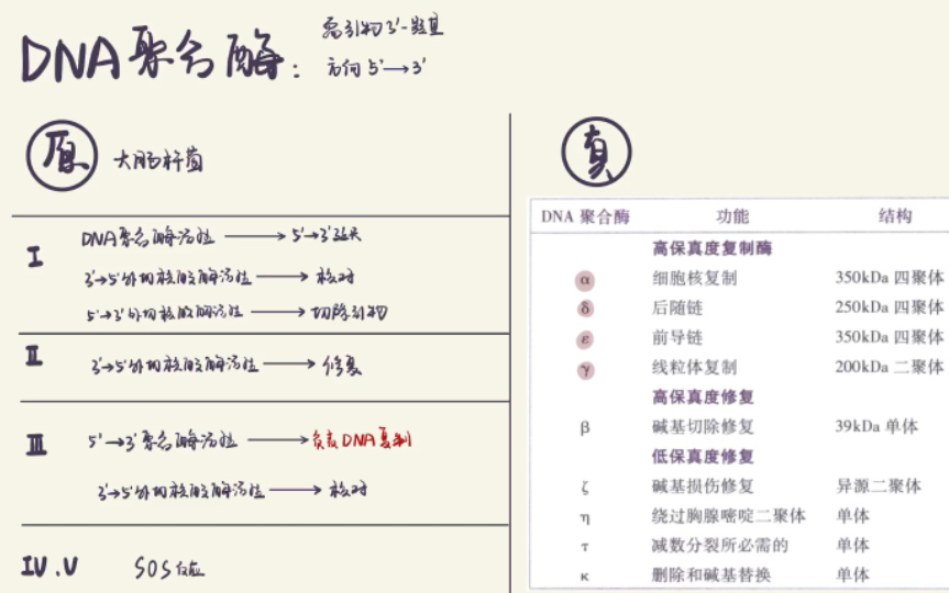 自用复盘:真核生物和原核生物DNA聚合酶的结构和功能的概述哔哩哔哩bilibili