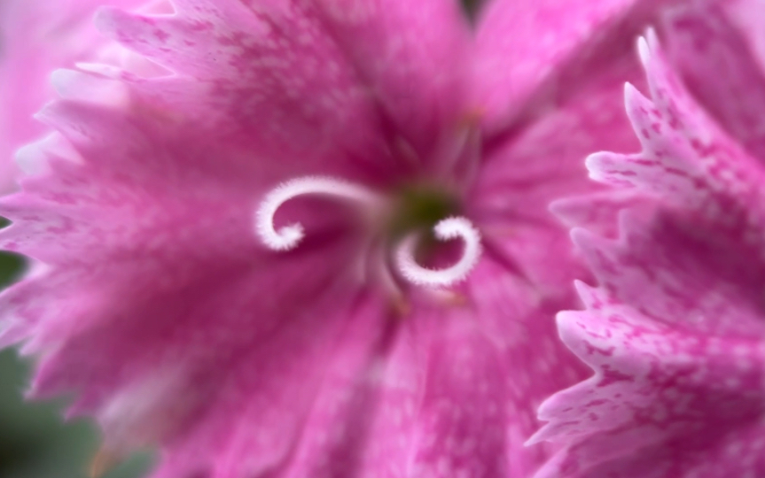 微距下的石竹花 花蕊内部 随手拍 洛阳花 石柱花 绿化带上新了 11月底的路边花坛 城市植物多样性观察日记 我的物候学式人间记录 城市里的小森林 草木集哔...