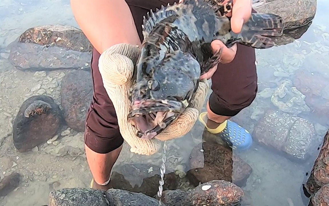 阿波赶海在水中发现一道黑影,抓起来一看,竟是这种好东西