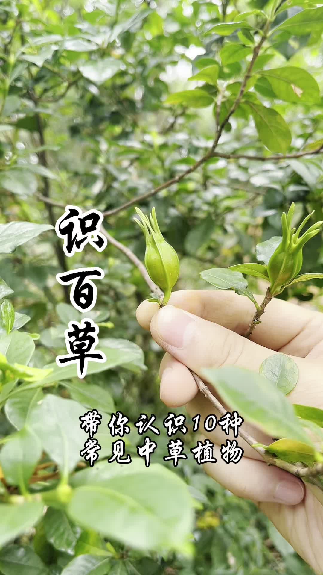 识百草,带你认识10种常见中草植物!哔哩哔哩bilibili