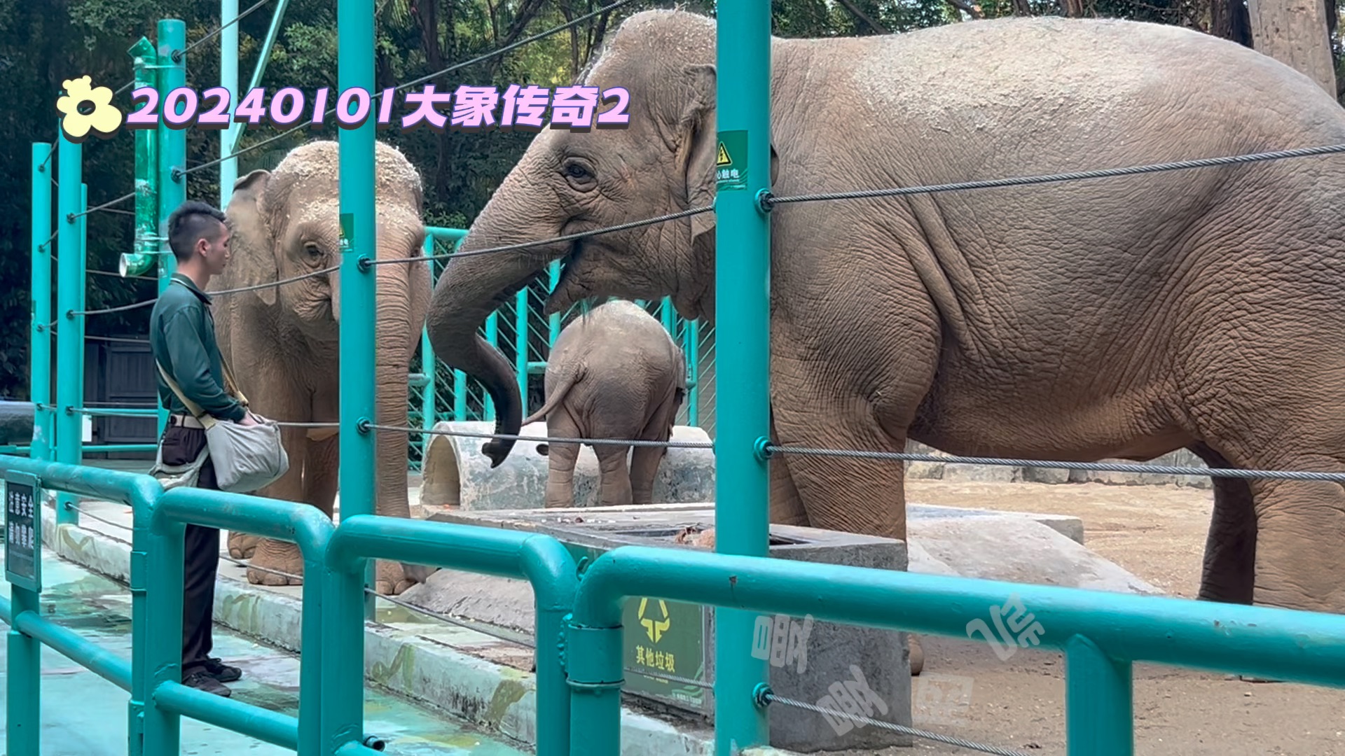 亞洲象 #長隆野生動物園 #大象隆隆 #大象朱莉 #大象威武