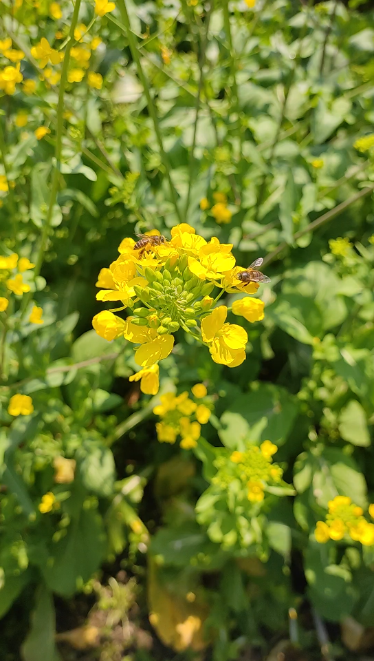 东风吹暖菜花黄,蝶舞蜂飞吮蕊香.哔哩哔哩bilibili