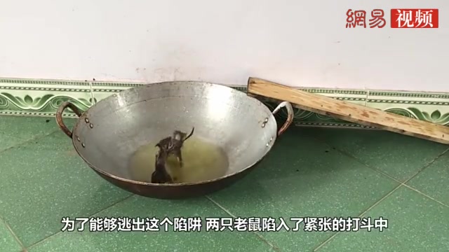 [图]老鼠们偷油吃，油锅太滑爬不上去，自己人打起来了