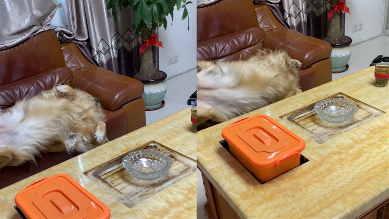 金毛睡觉被屁崩醒,从沙发上掉下去后一脸懵_哔哩哔哩_bilibili