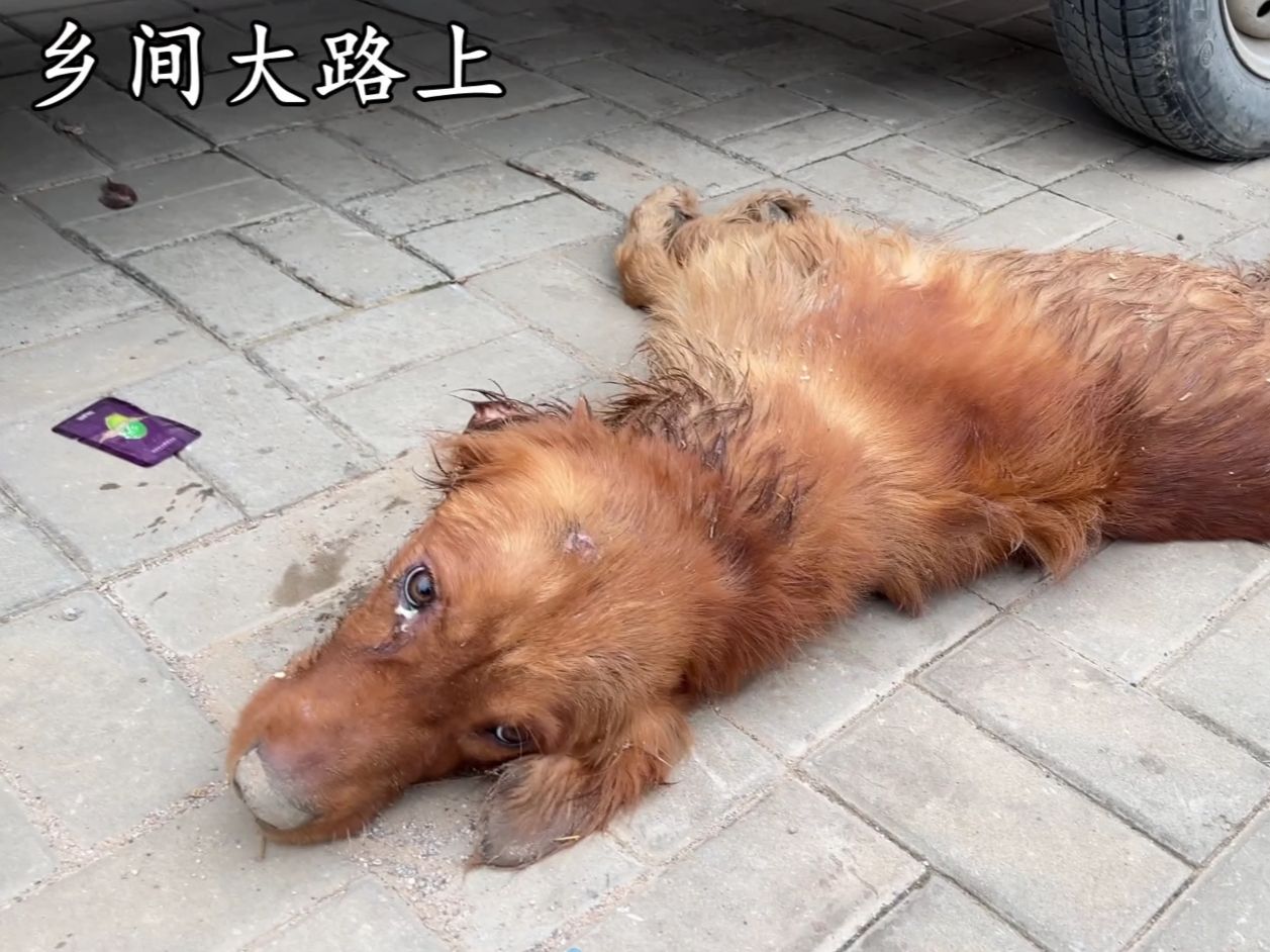 宠物狗金毛生病,主人趁还有一口气卖个好价钱,拿到钱赶紧离开