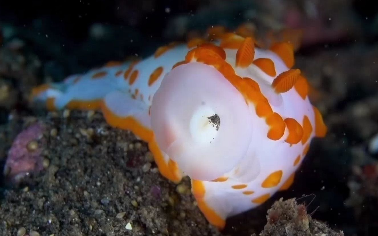 海蛞蝓里的小怪兽,花斑裸海蛞蝓(Gymnodoris impudica)哔哩哔哩bilibili