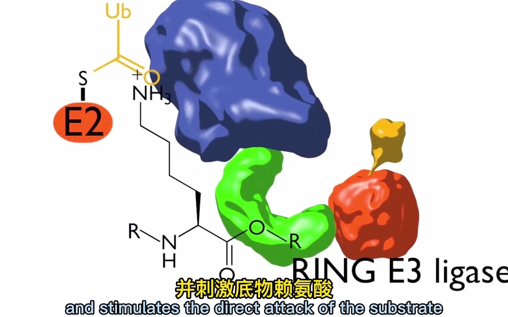 泛素以及泛素化的过程是怎样形成的?哔哩哔哩bilibili