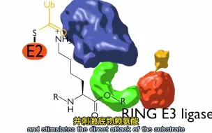 Download Video: 泛素以及泛素化的过程是怎样形成的？