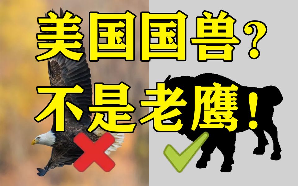 就你叫美国国兽?| 小盗龙说