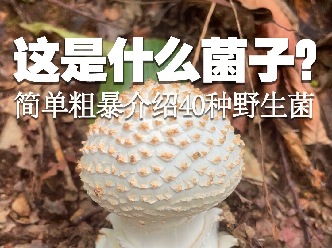 简单粗暴介绍40种野生菌哔哩哔哩bilibili