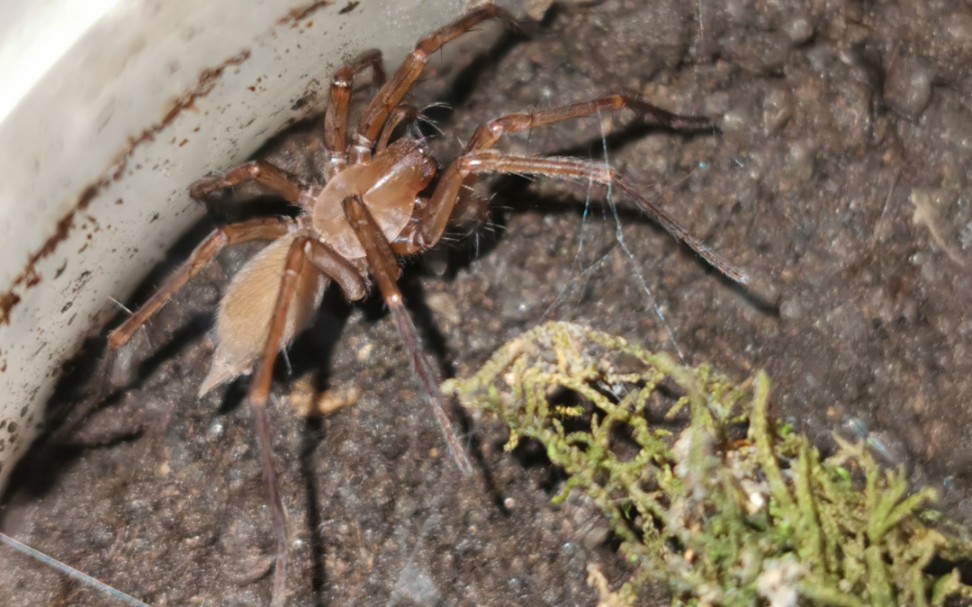 湖北产谋洞穴隙蛛成体母的连续捕食