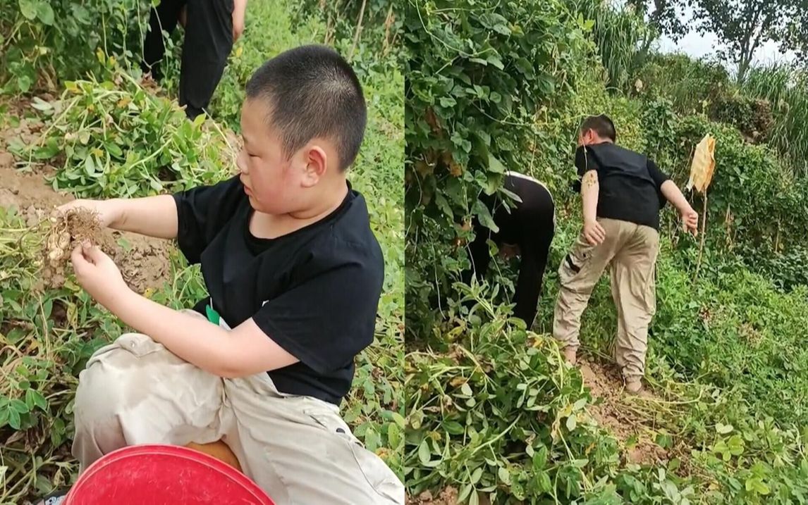 男孩高温天在地里摘花生,用英语跟奶奶吵架,第2天一举动太暖心哔哩哔哩bilibili