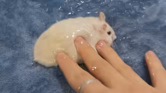 小鼠起起泡胶