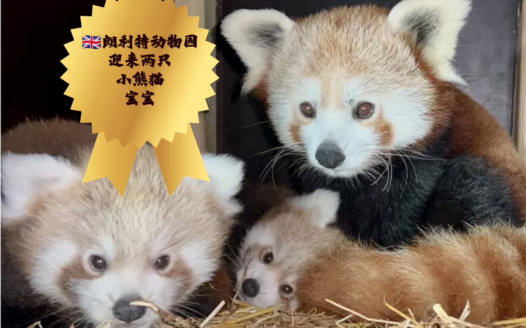 英国朗利特动物园迎来两只小熊猫宝宝【小熊猫新闻】