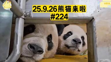 中字】25.8.29熊猫来啦ep221中丨请为可以直接吃窝头的辉宝和在她