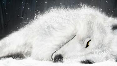 狼雨wolf'rain SEEKING RAKUEN 川元利浩画集_哔哩哔哩_bilibili