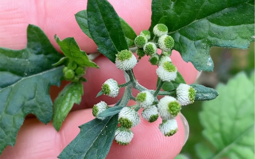 鱼眼草是一种什么样的植物?来了解一下