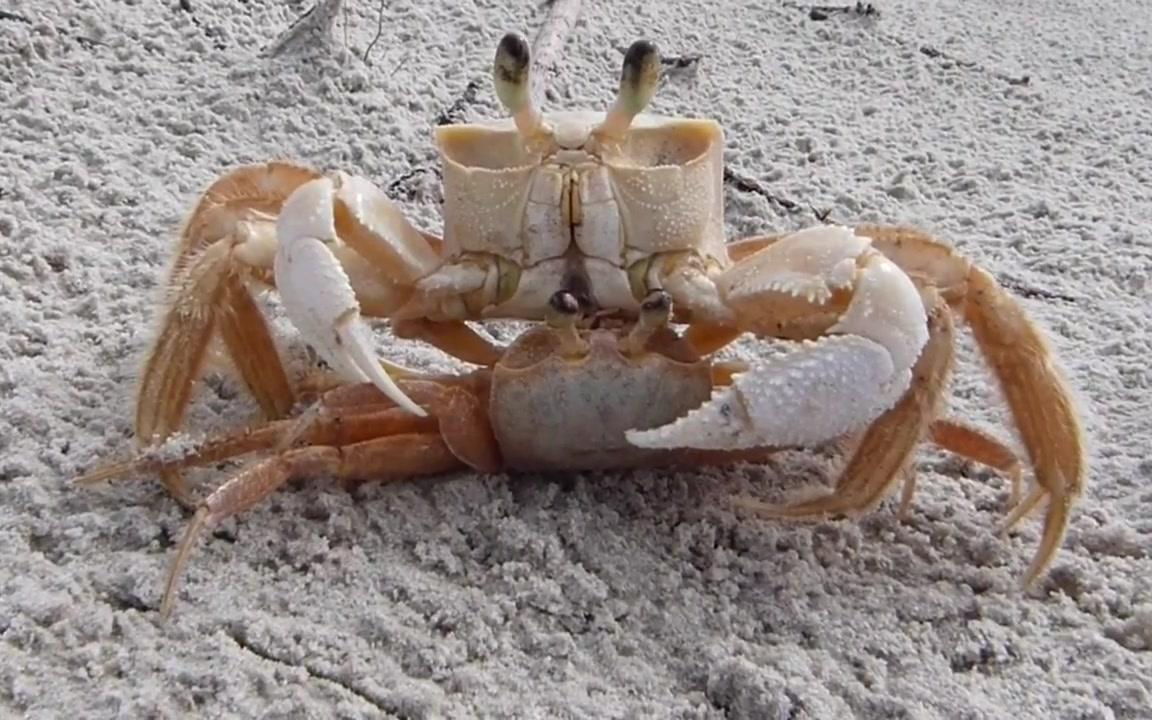 【youtube】沙蟹在交配